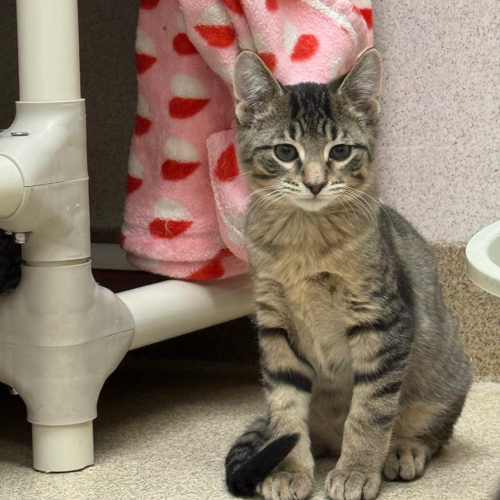 Lollipop, Adoptable, Kitten Female Domestic Short Hair.