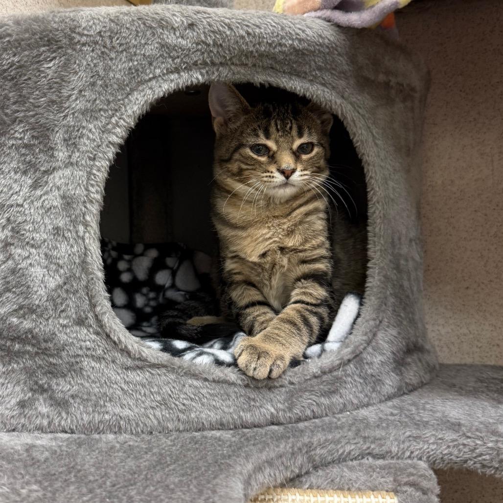Enlarge Lollipop, a Adoptable Domestic Short Hair in Naperville, IL image 3/5