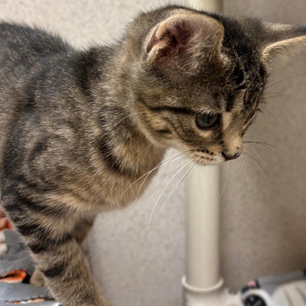 Enlarge Lollipop, a Adoptable Domestic Short Hair in Naperville, IL image 5/5