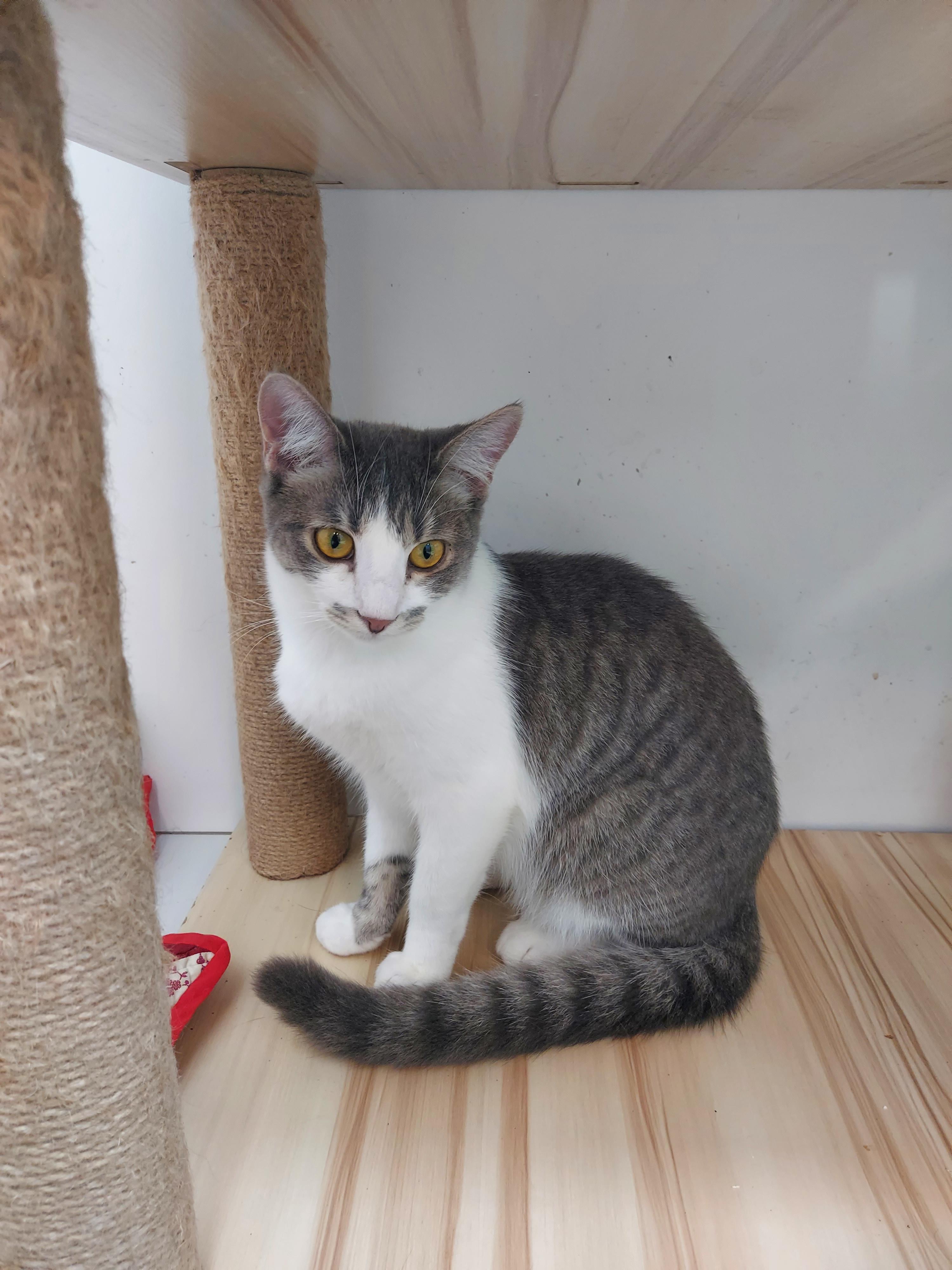 Wilma, Adoptable, Young Female Domestic Short Hair.