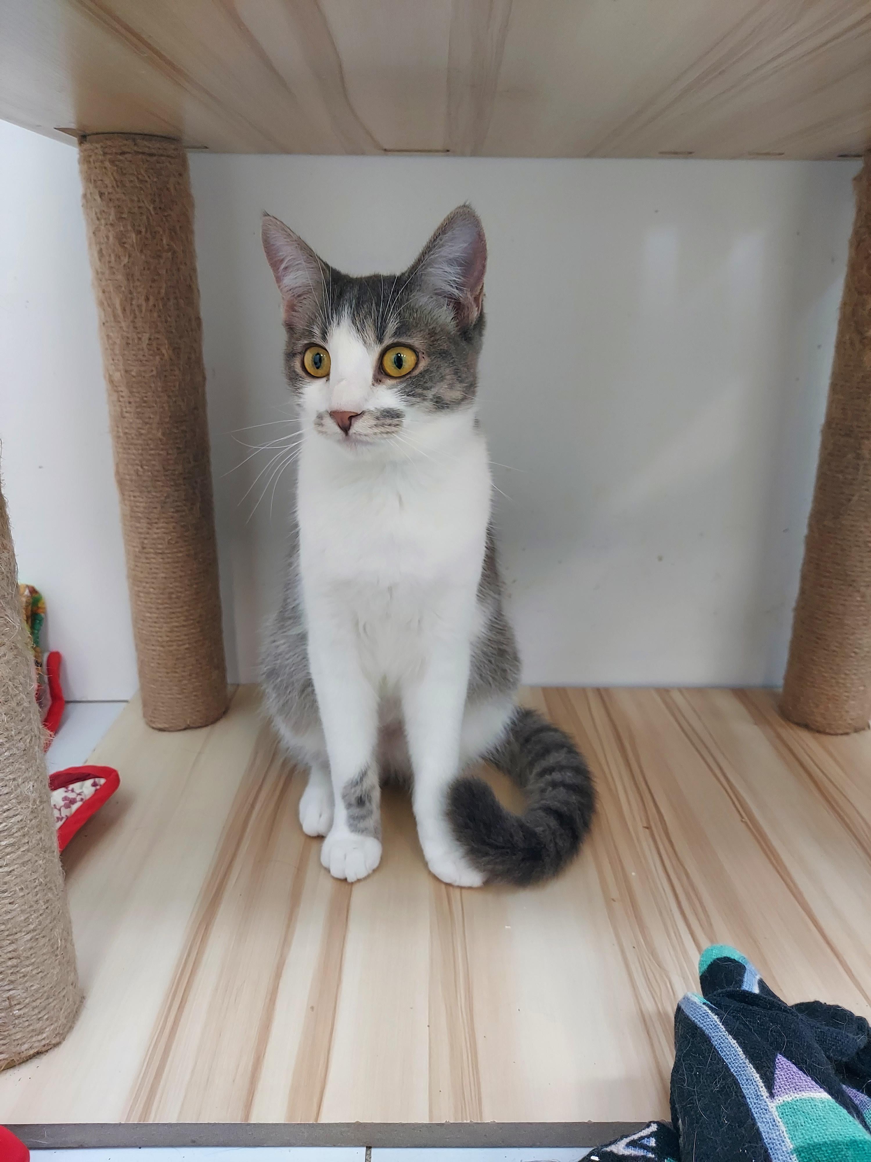 Wilma, a Adoptable Domestic Short Hair in chino, CA image 2/6