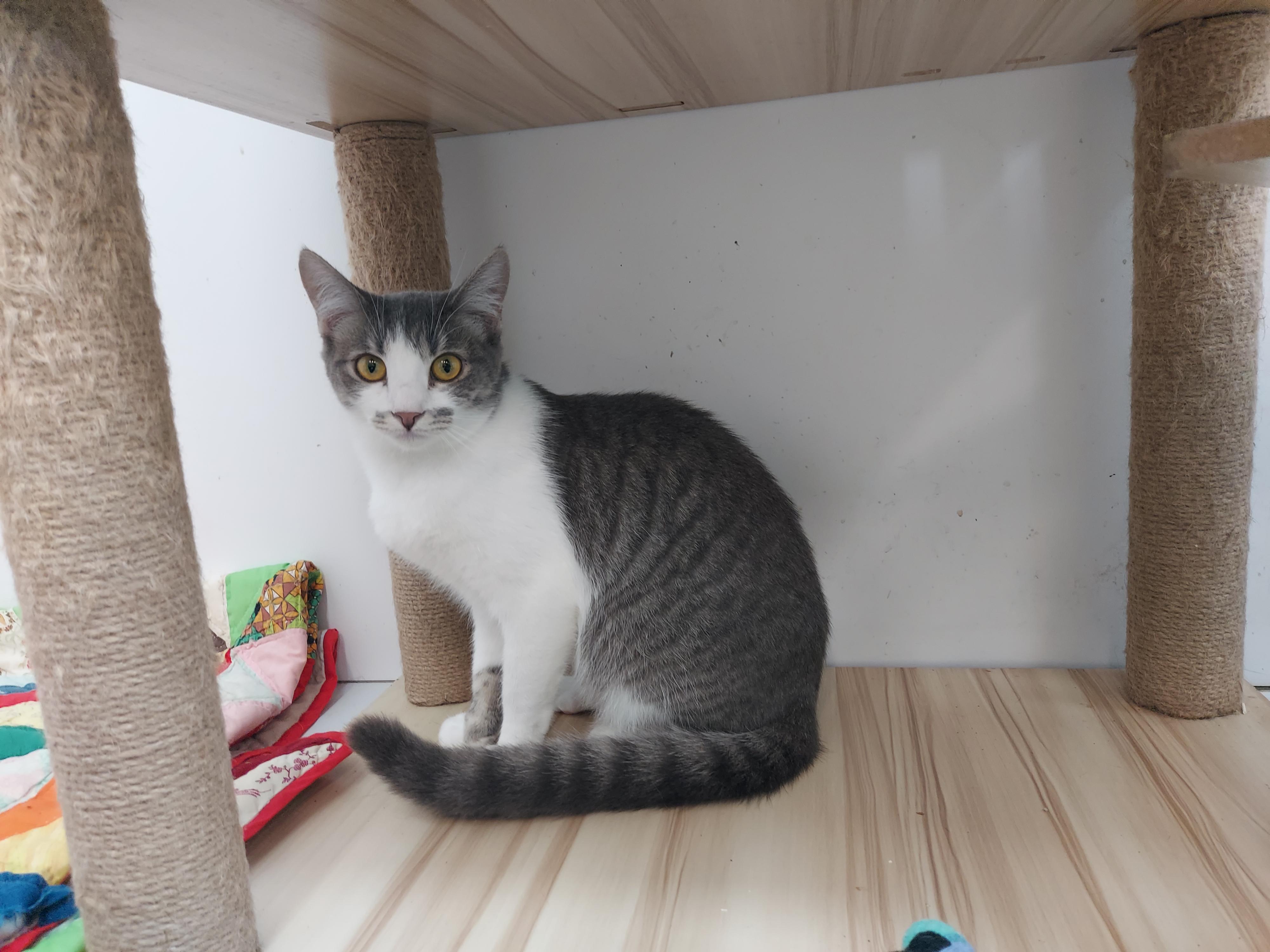 Wilma, a Adoptable Domestic Short Hair in chino, CA image 3/6