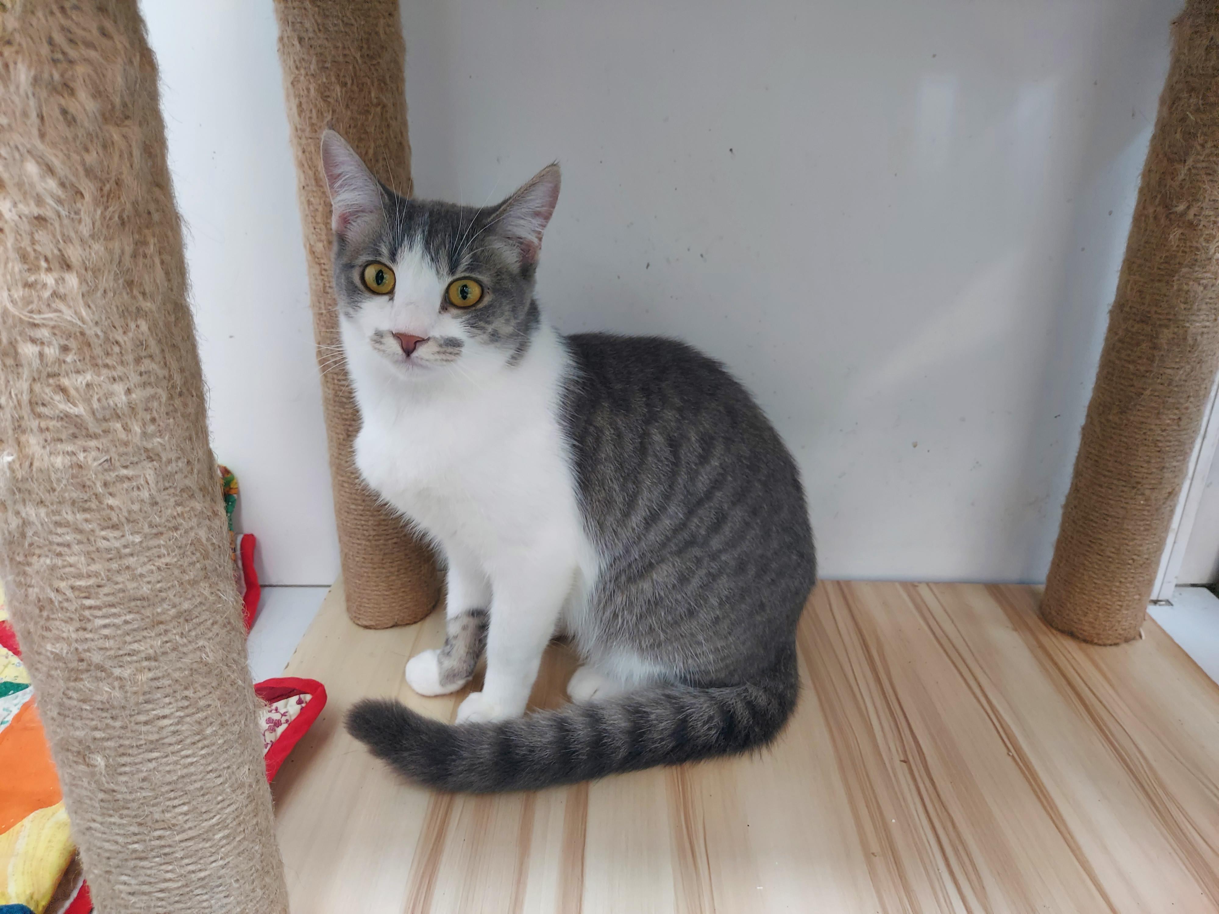 Wilma, a Adoptable Domestic Short Hair in chino, CA image 4/6