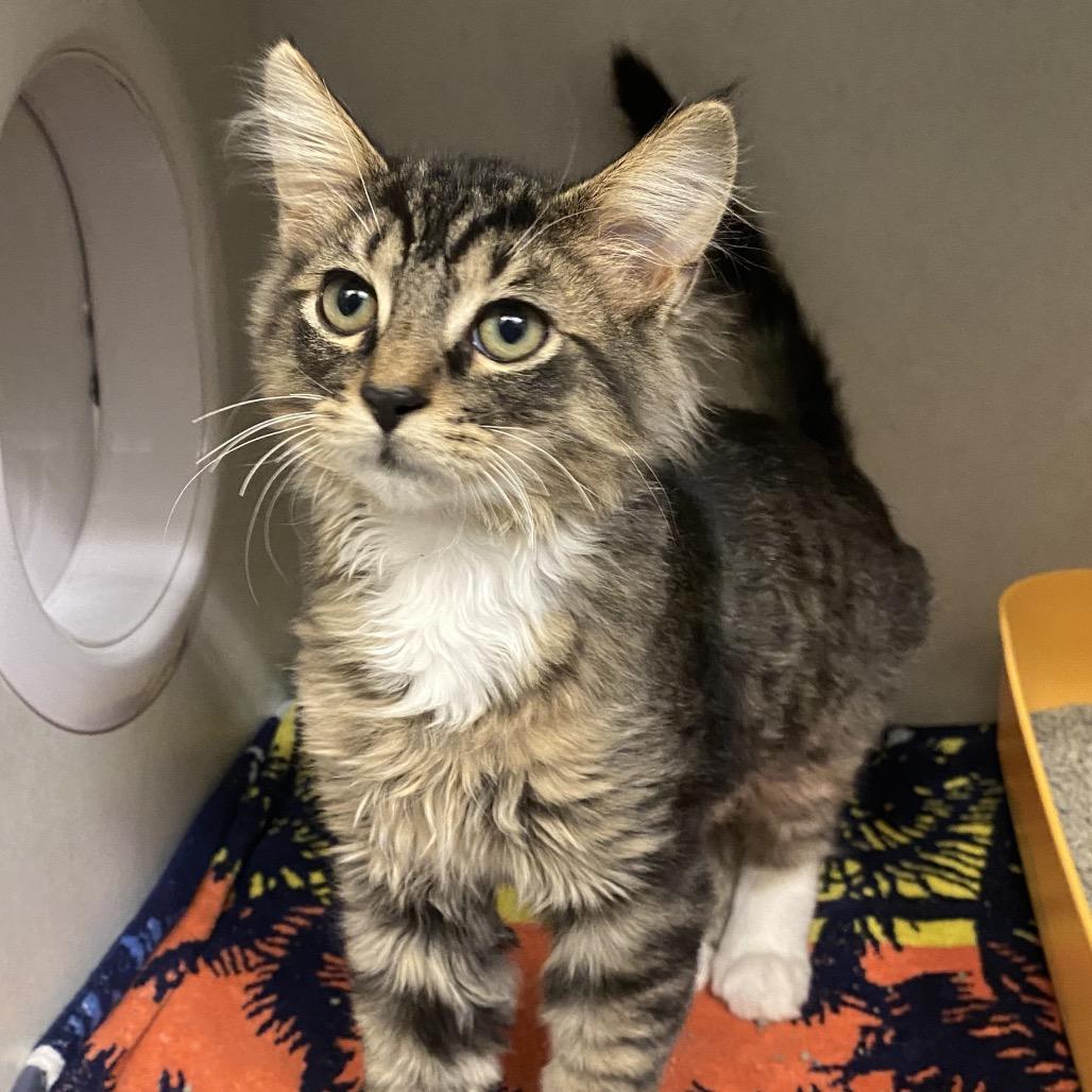 Kermit, Adoptable, Kitten Male Domestic Short Hair.