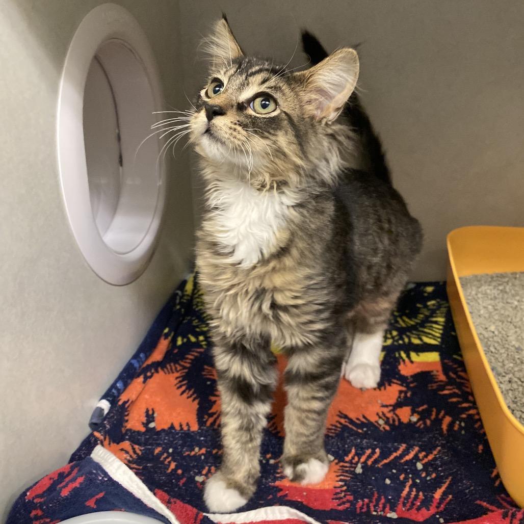 Enlarge Kermit, a Adoptable Domestic Short Hair in Dayton, OH image 2/3