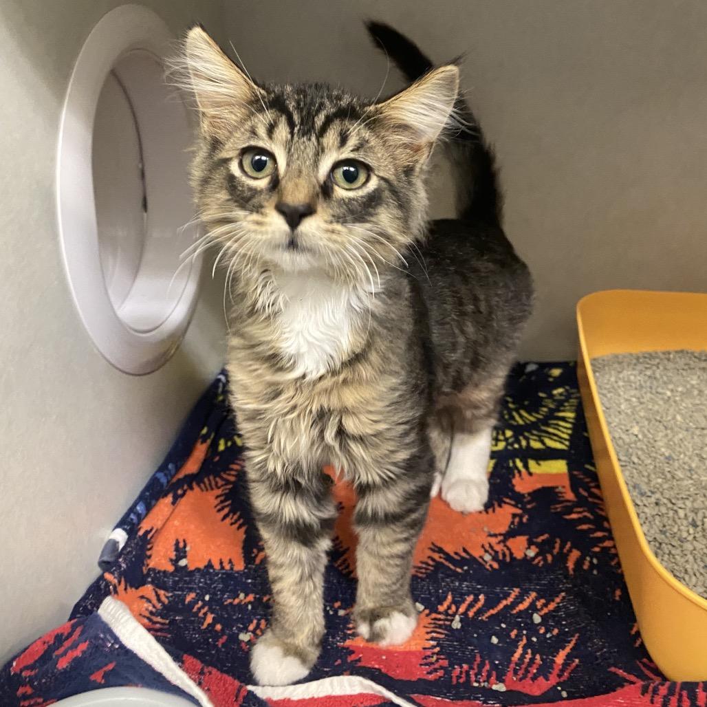 Enlarge Kermit, a Adoptable Domestic Short Hair in Dayton, OH image 3/3