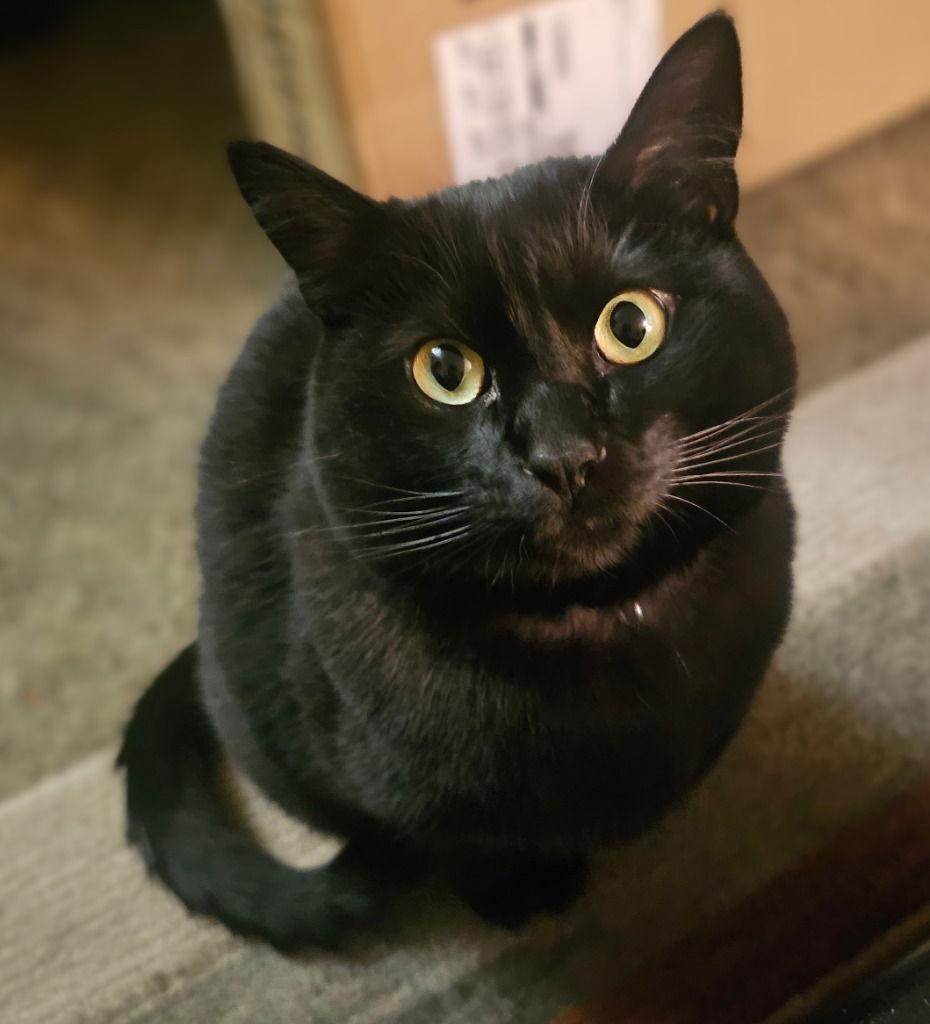 Enlarge Endy(Enderman), a Adoptable Domestic Short Hair in Battle Ground, WA image 1/3