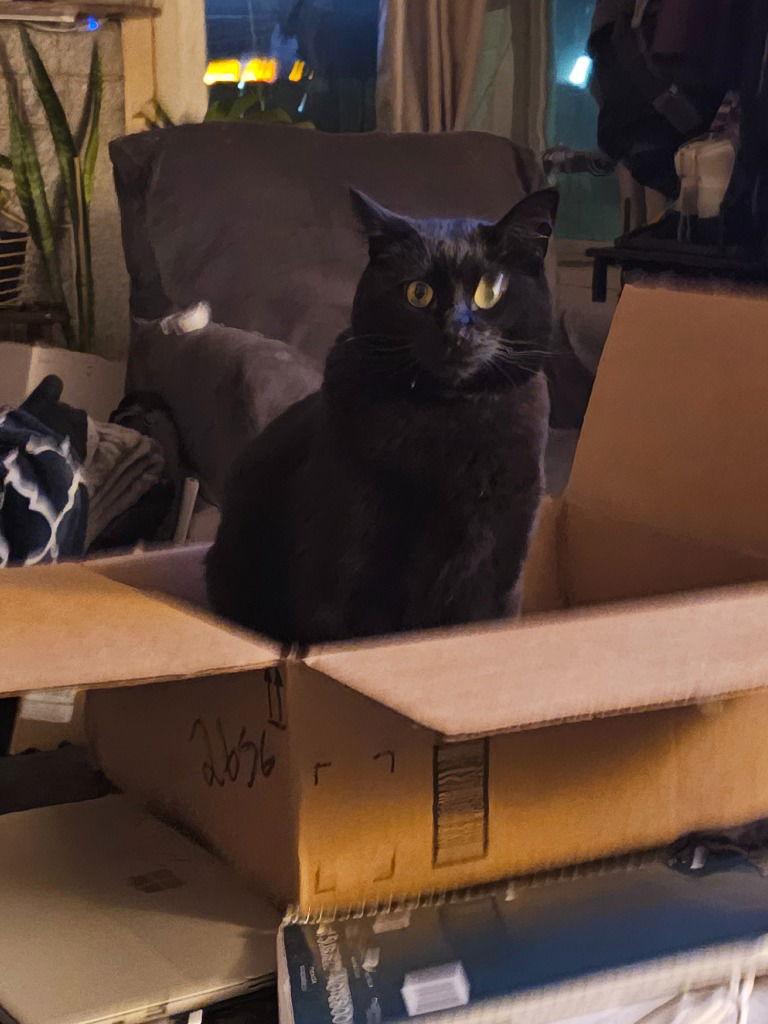 Enlarge Endy(Enderman), a Adoptable Domestic Short Hair in Battle Ground, WA image 2/3