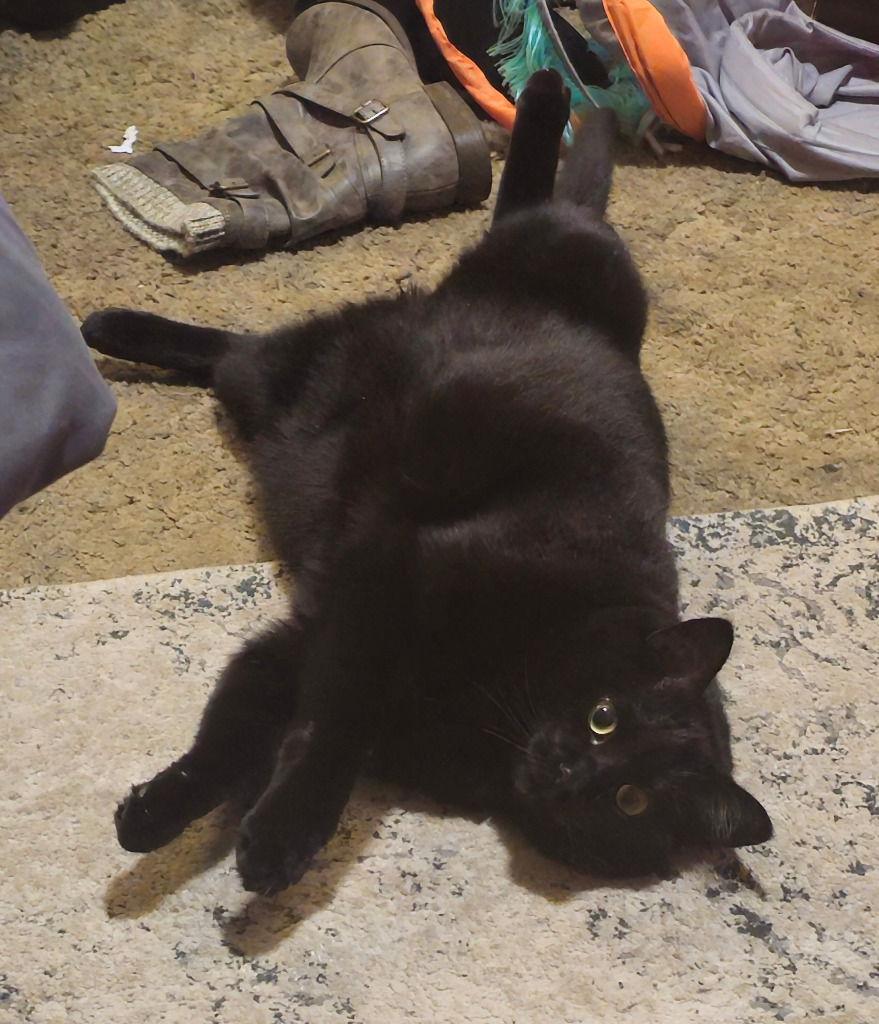 Enlarge Endy(Enderman), a Adoptable Domestic Short Hair in Battle Ground, WA image 3/3