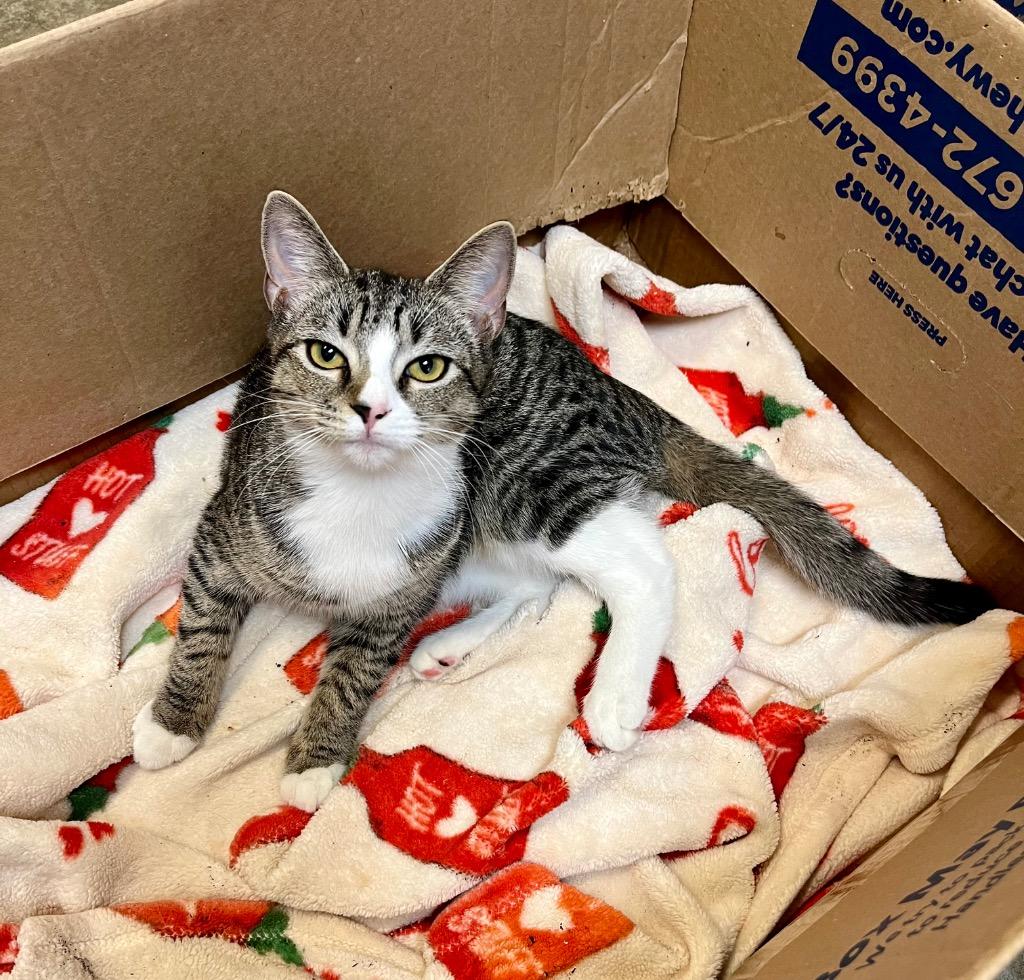 Enlarge Arvy, a Adoptable mixed breed in Clinton, SC image 1/4