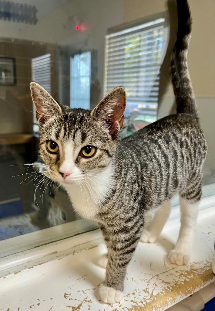 Enlarge Arvy, a Adoptable mixed breed in Clinton, SC image 2/4