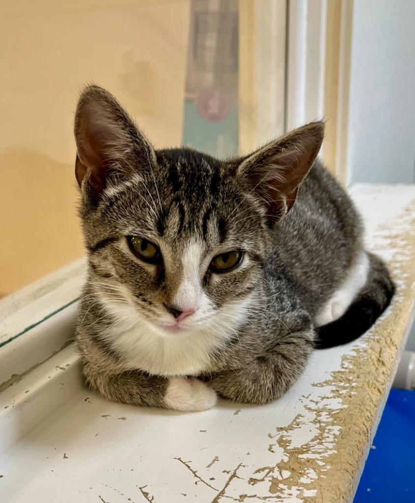 Enlarge Arvy, a Adoptable mixed breed in Clinton, SC image 4/4