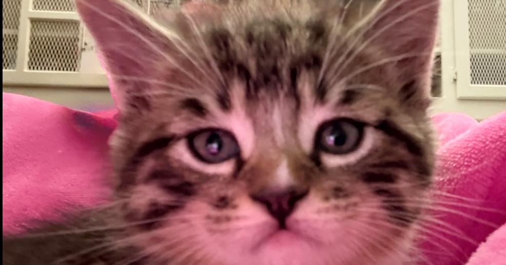 Enlarge Tim, a Adoptable mixed breed in Richardson, TX image 3/5