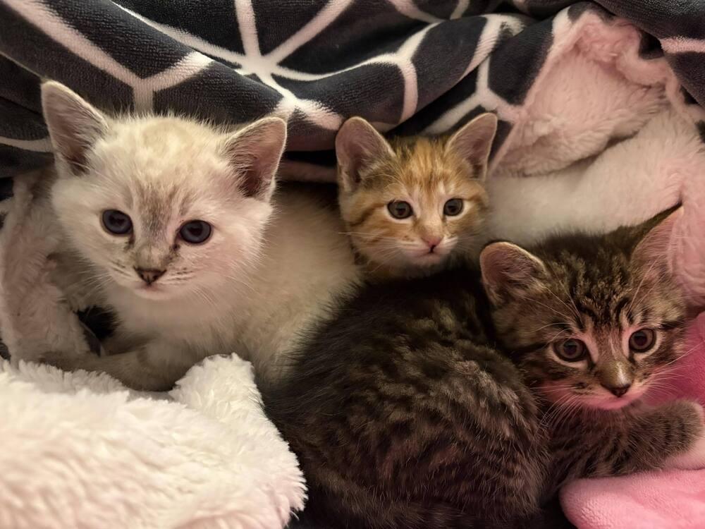 Enlarge Tim, a Adoptable mixed breed in Richardson, TX image 5/5