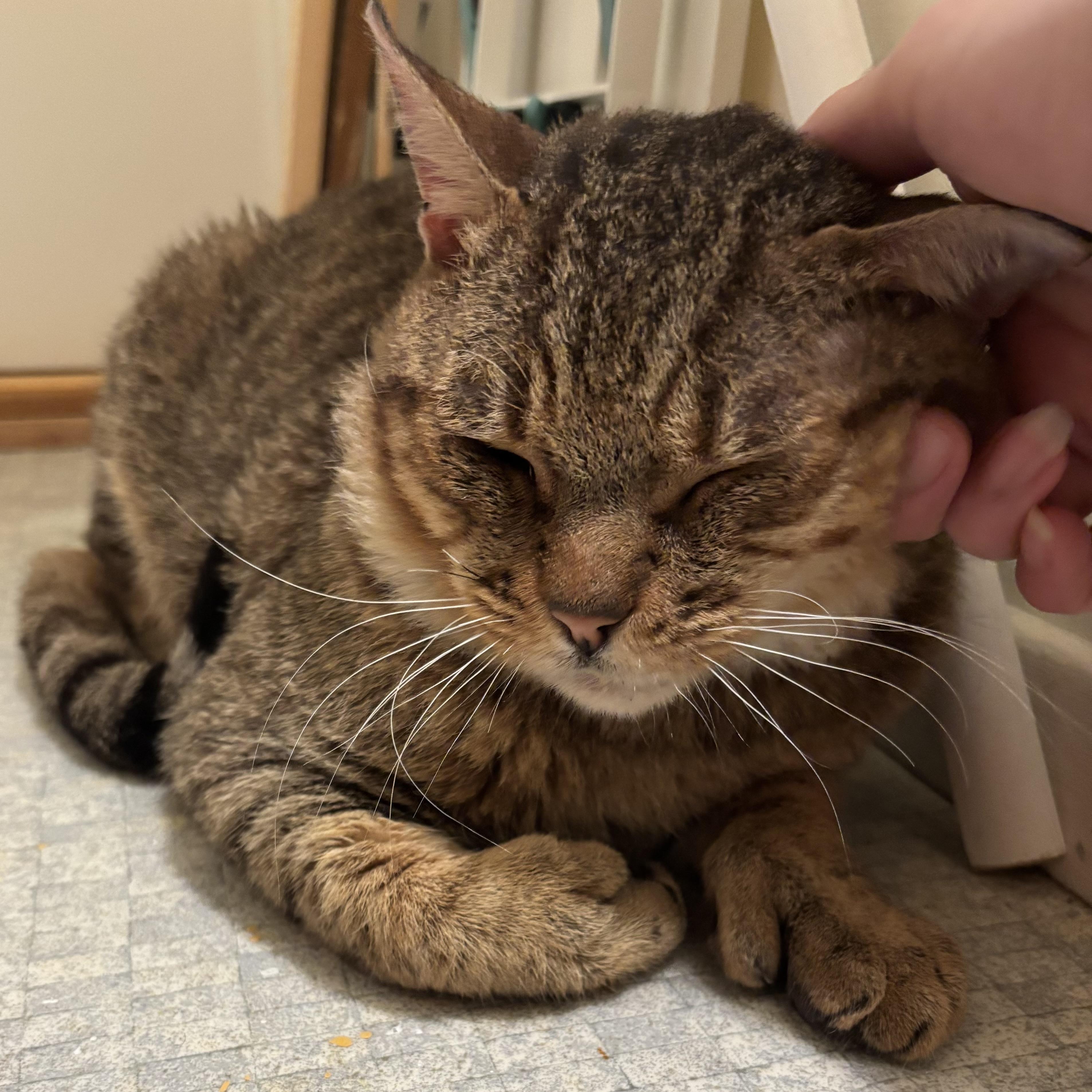 Neufie — thumbnail 2