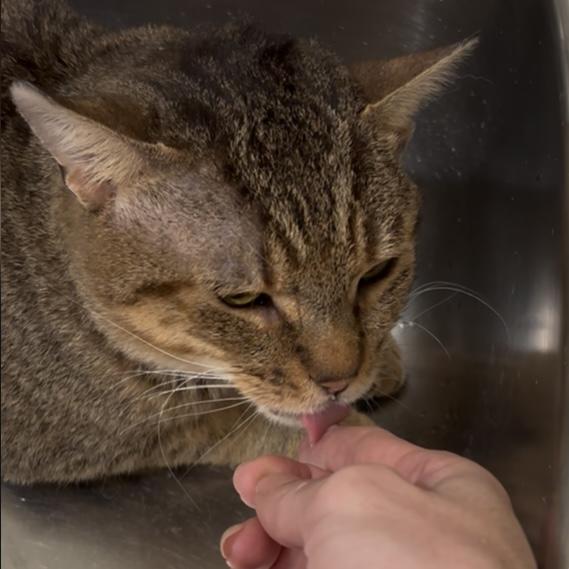 Neufie — thumbnail 3