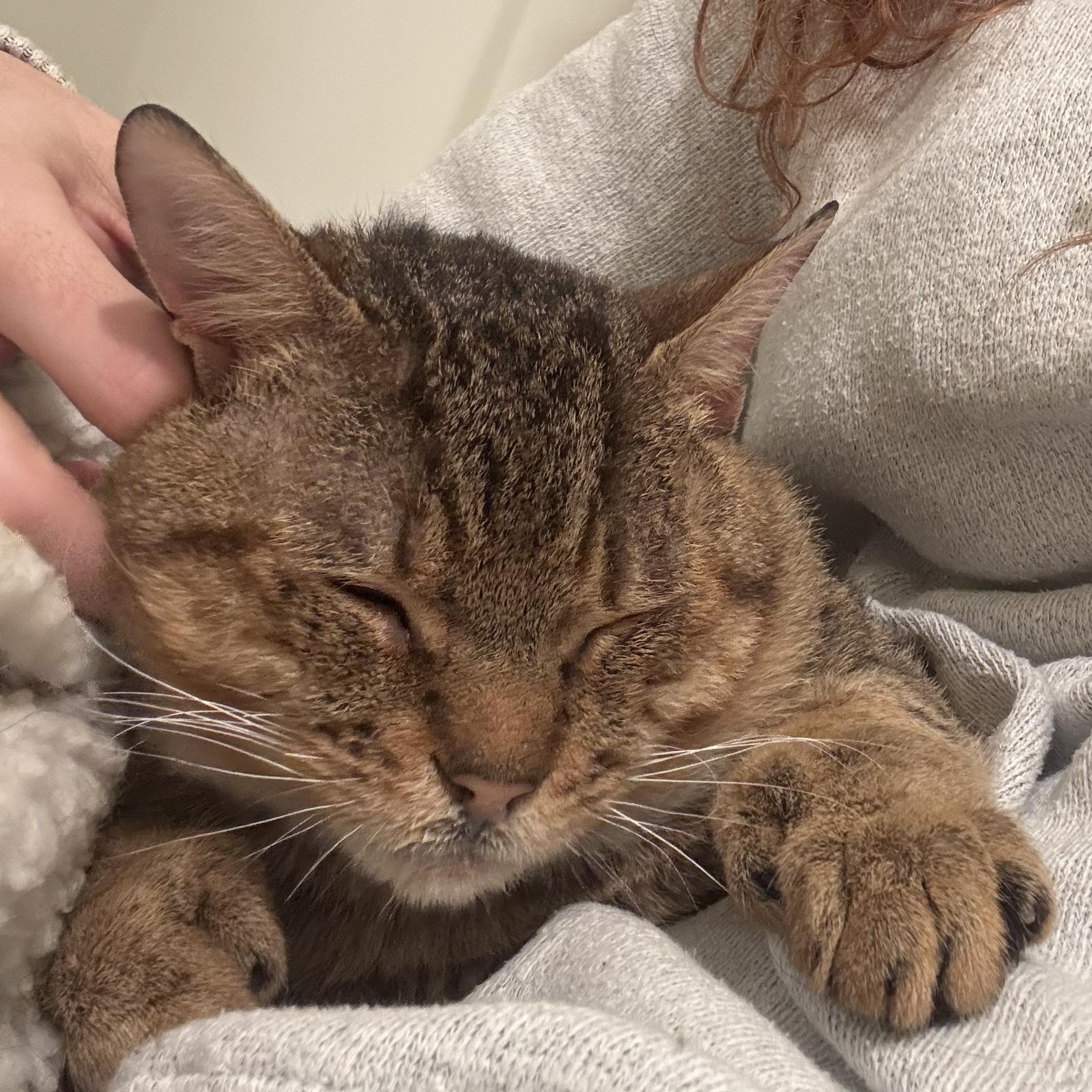 Neufie — thumbnail 4