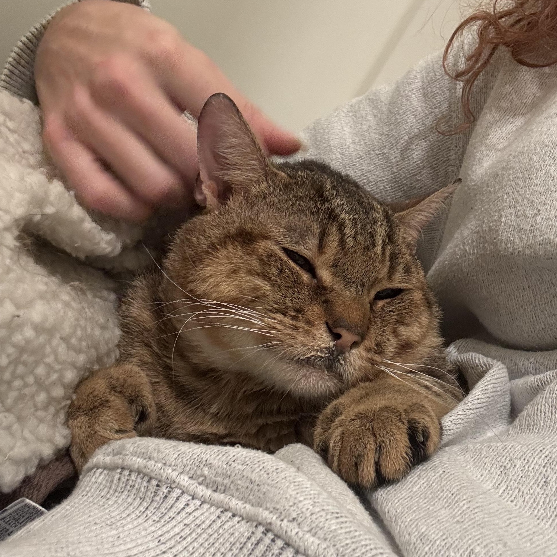 Neufie — thumbnail 5