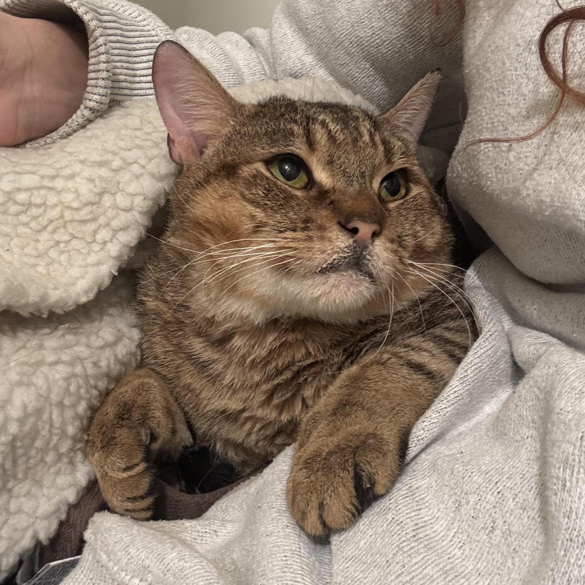 Neufie — thumbnail 6