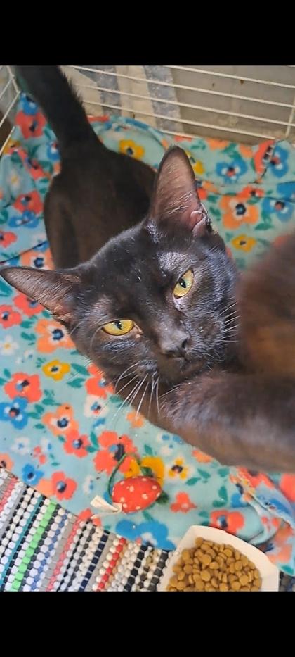 Enlarge Momma Black, a Adoptable mixed breed in Hobart, IN image 1/1