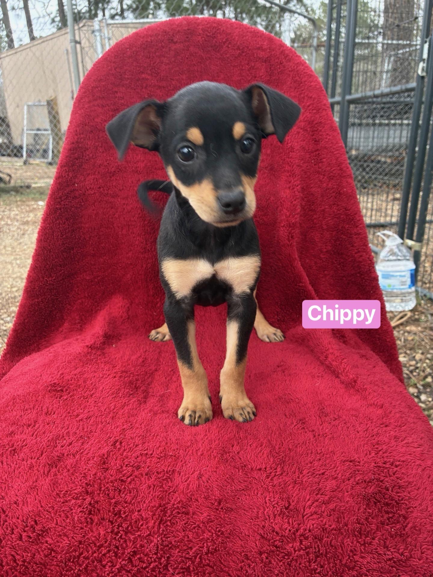 Chippy, adopted, Puppy Female Chihuahua.