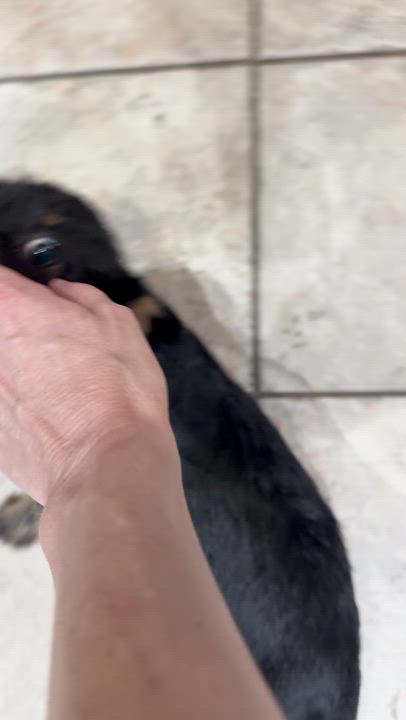 Enlarge Jack, a Adopted mixed breed in Cherry Hill, NJ video 5/6