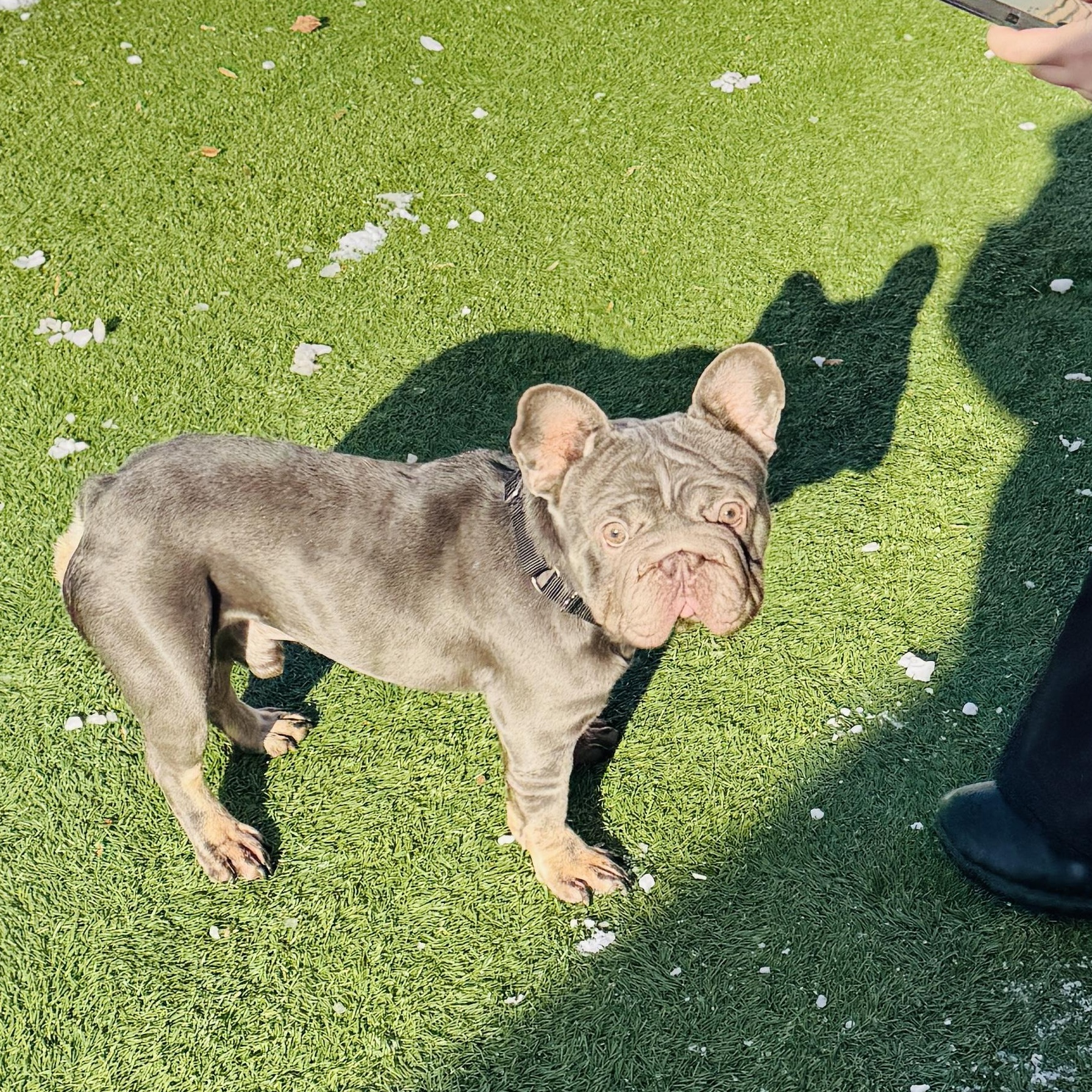 Enlarge Meet EMPANADA - You will want to eat him up! FRENCH BULLDOG, MALE, an adopted French Bulldog in Clifton, NJ image 1/6