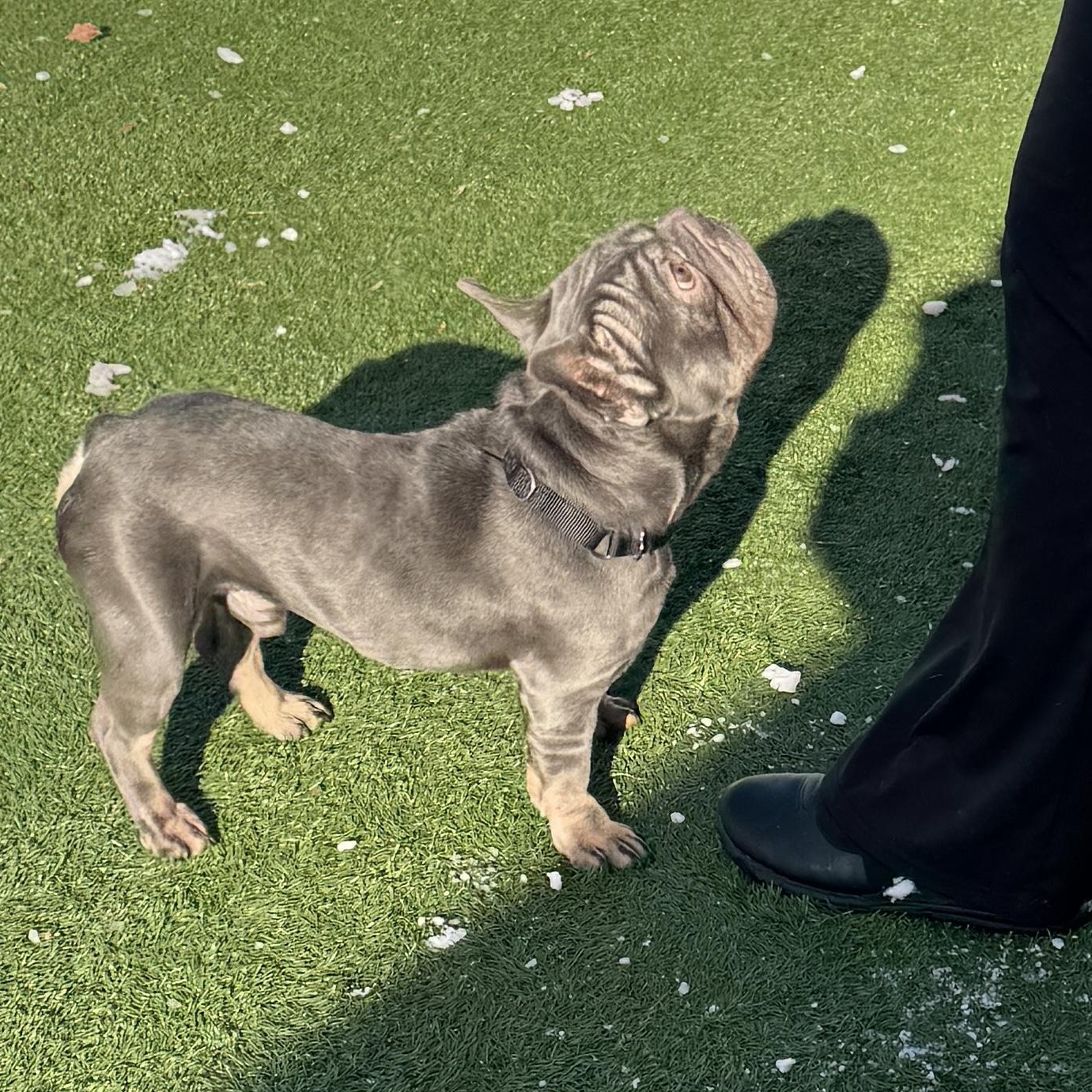Enlarge Meet EMPANADA - You will want to eat him up! FRENCH BULLDOG, MALE, an adopted French Bulldog in Clifton, NJ image 2/6