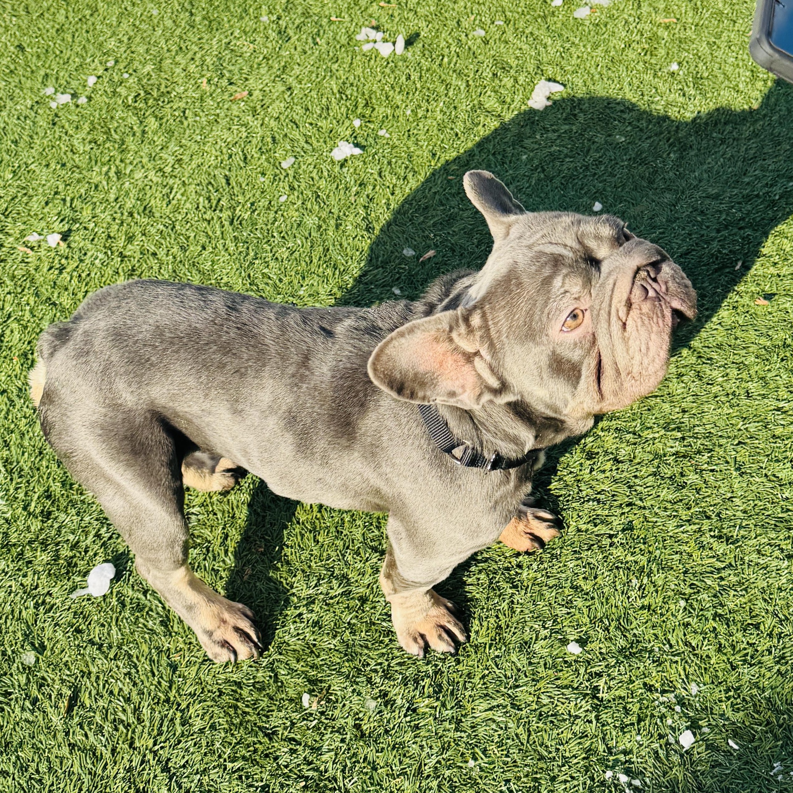 Enlarge Meet EMPANADA - You will want to eat him up! FRENCH BULLDOG, MALE, an adopted French Bulldog in Clifton, NJ image 3/6