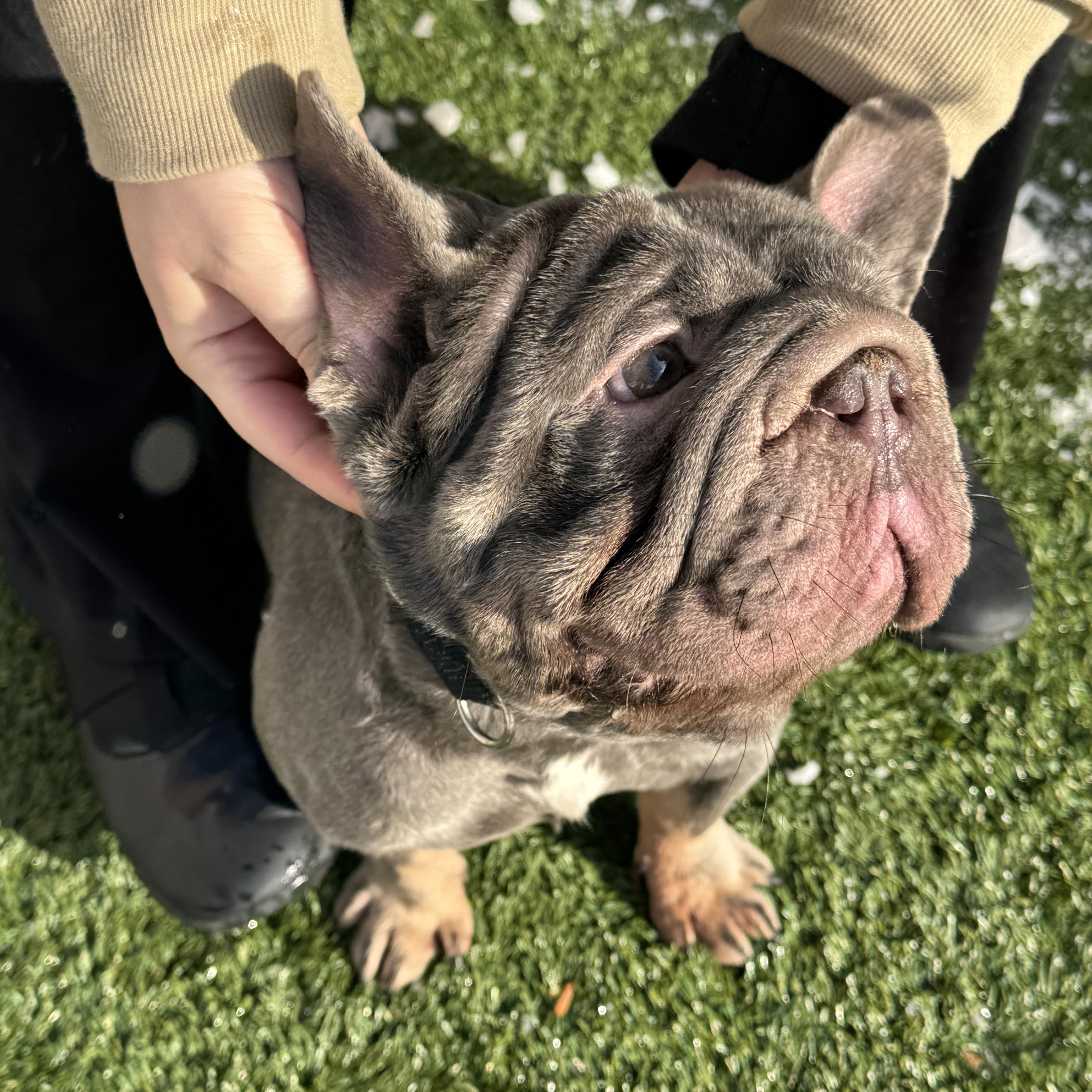 Enlarge Meet EMPANADA - You will want to eat him up! FRENCH BULLDOG, MALE, an adopted French Bulldog in Clifton, NJ image 5/6