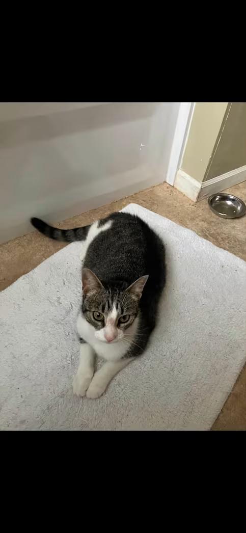 Enlarge Betty Crocker, a Adoptable Domestic Short Hair in Findlay, OH image 1/1