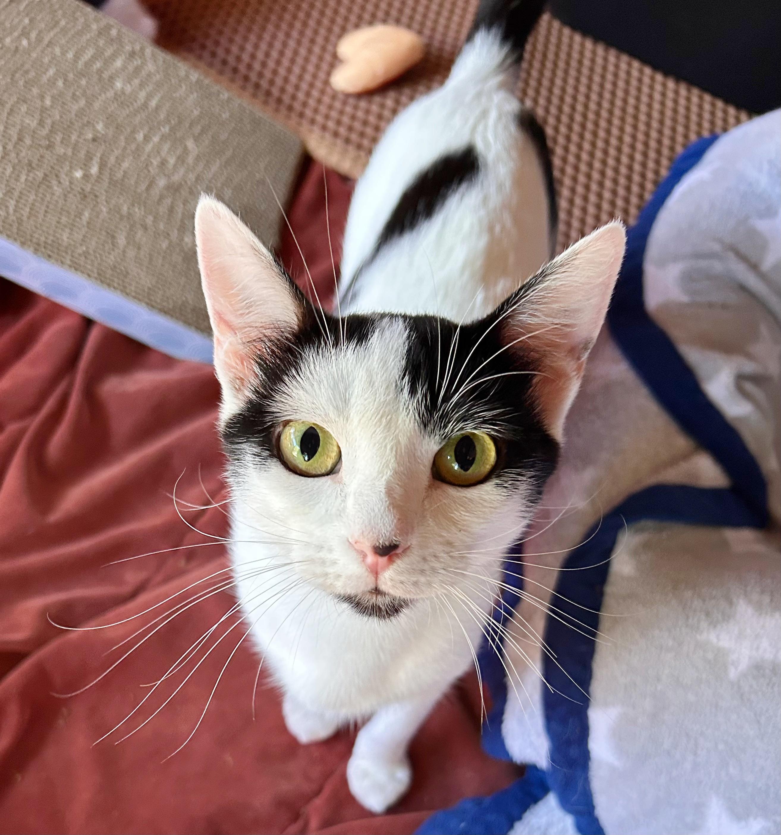 Honey, an adoptable Domestic Short Hair in Durango, CO, 81302 | Photo Image 1