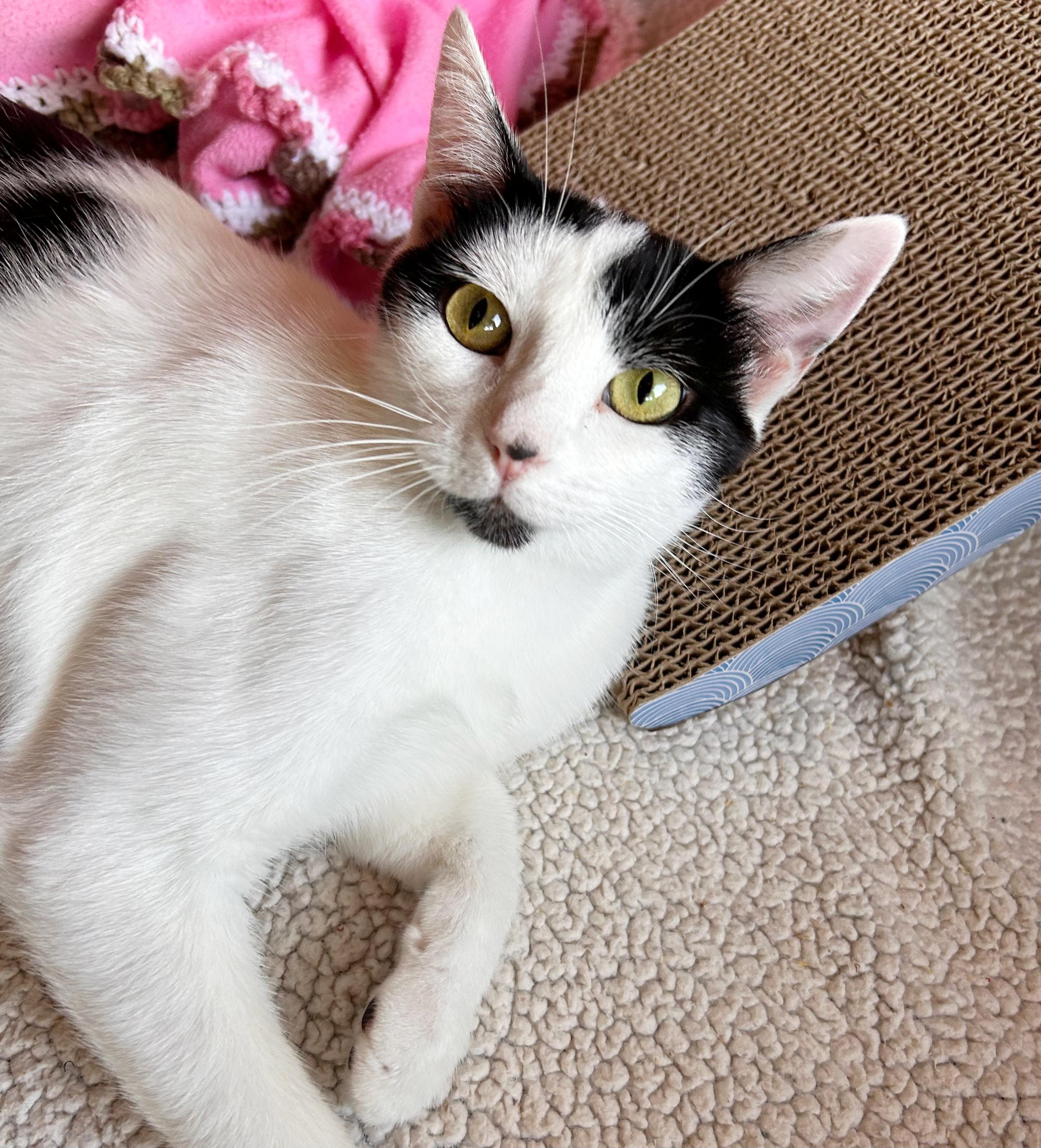 Honey, an adoptable Domestic Short Hair in Durango, CO, 81302 | Photo Image 2