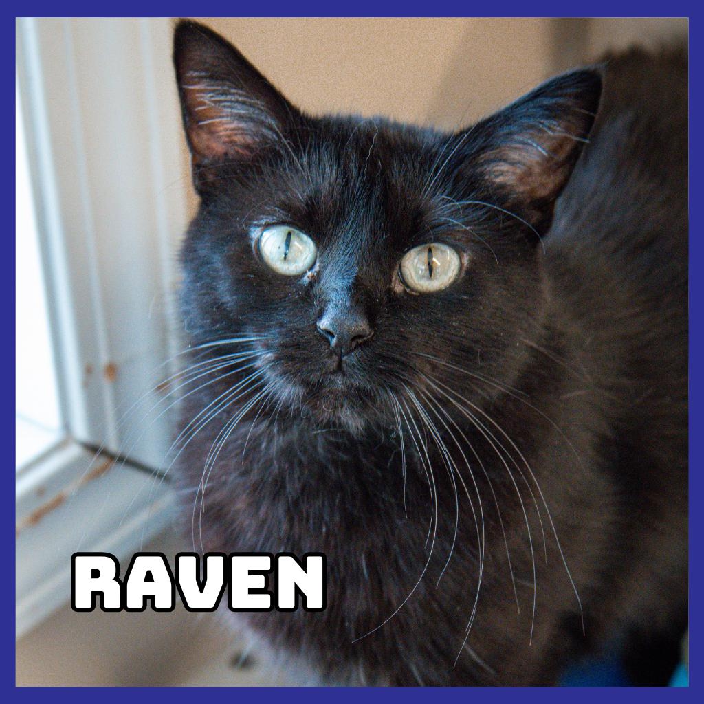 Raven, a Adoptable Domestic Medium Hair in Glenwood, MN image 1/5