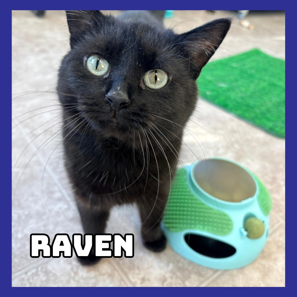 Enlarge Raven, a Adoptable Domestic Medium Hair in Glenwood, MN image 1/2