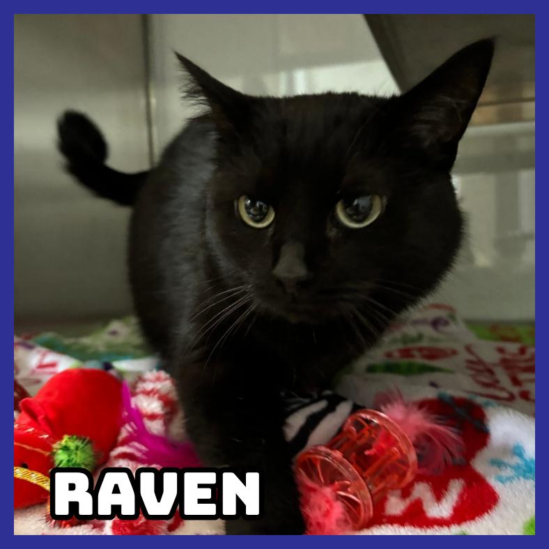 Raven, Adoptable, Adult Female Domestic Medium Hair.
