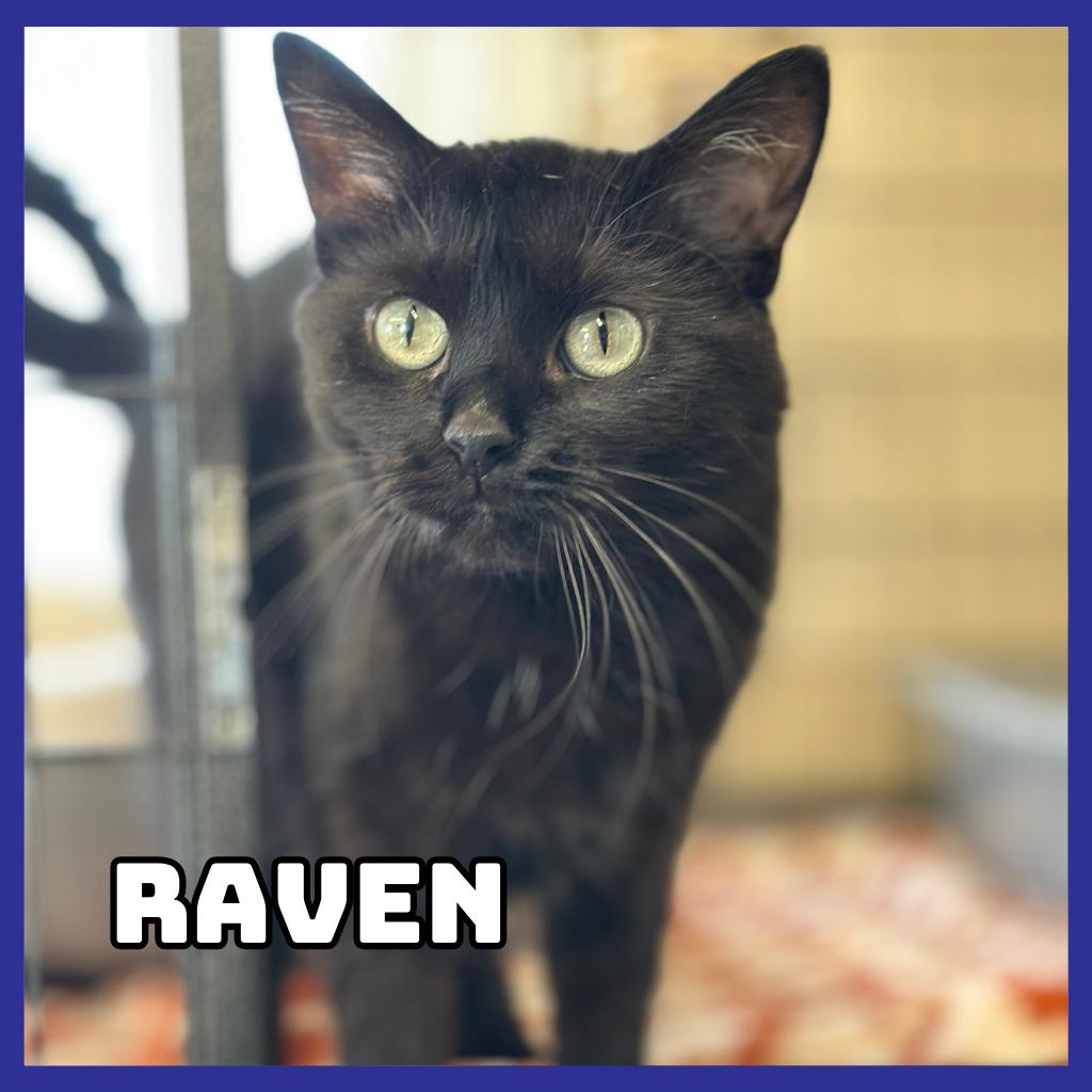 Enlarge Raven, a Adoptable Domestic Medium Hair in Glenwood, MN image 2/4