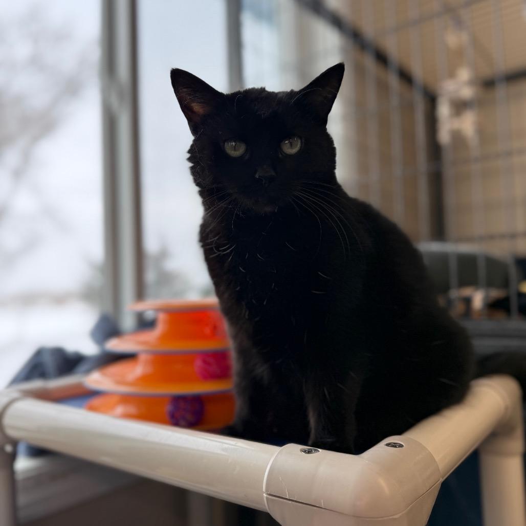 Enlarge Raven, a Adoptable Domestic Medium Hair in Glenwood, MN image 3/4