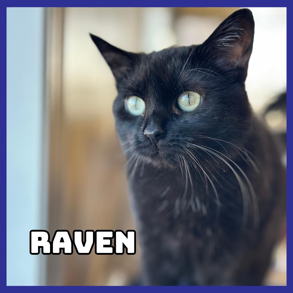 Enlarge Raven, a Adoptable Domestic Medium Hair in Glenwood, MN image 4/4