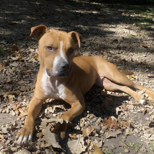 Enlarge Obi-Wan, a Adoptable Pit Bull Terrier in North Aurora, IL image 2/3