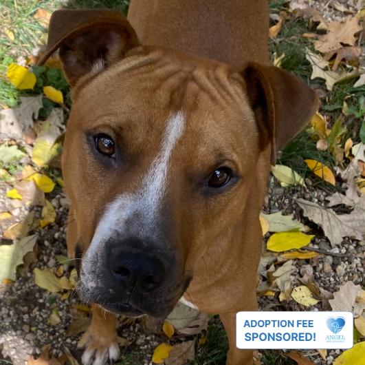 Enlarge Obi-Wan, a Adoptable Pit Bull Terrier in North Aurora, IL image 1/3