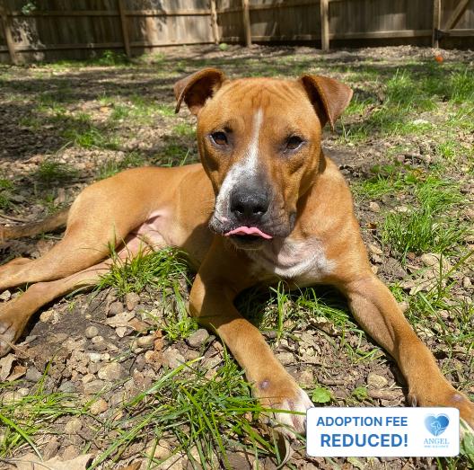 Enlarge Obi-Wan, a Adoptable Pit Bull Terrier in North Aurora, IL image 3/3