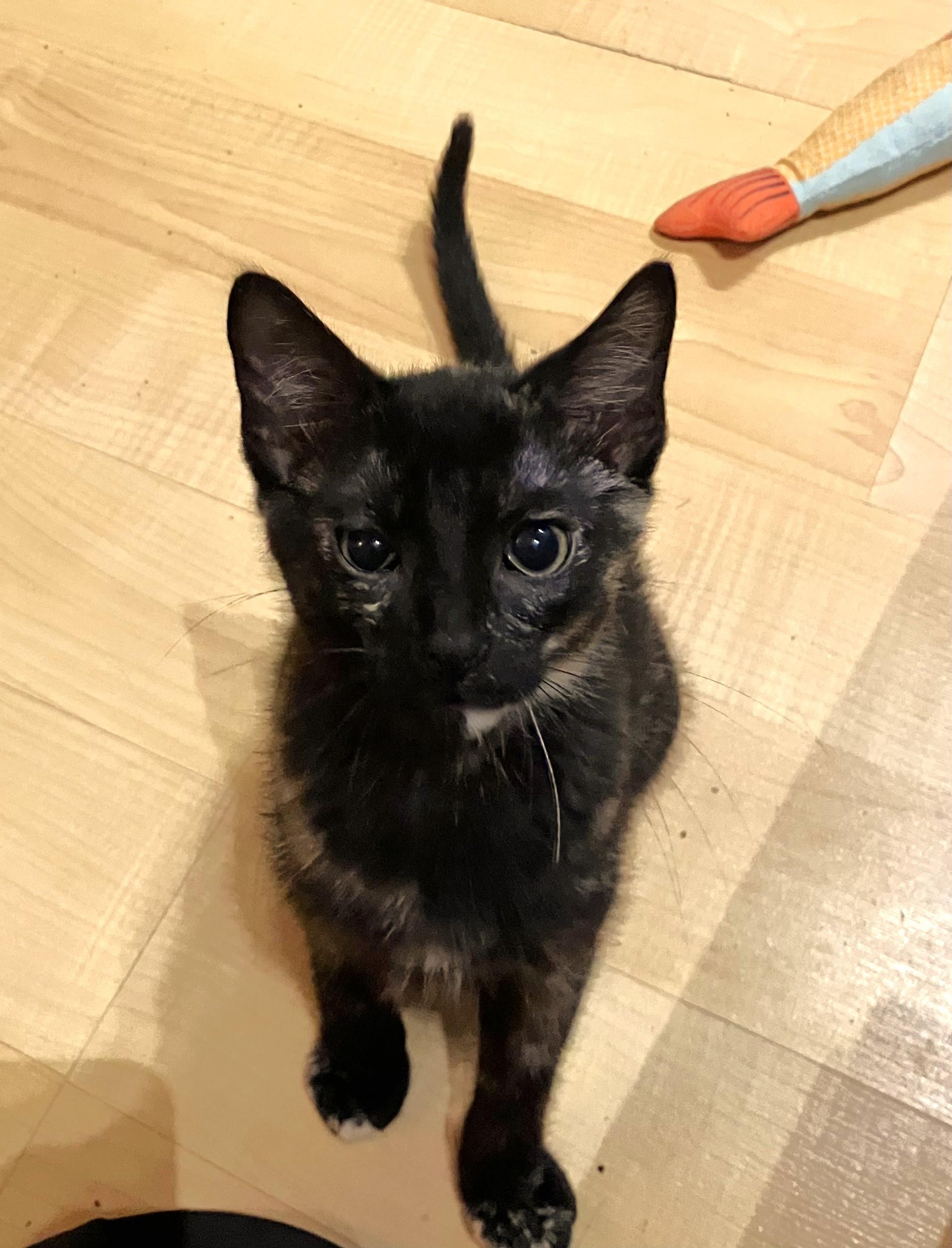 Pam Pam, a ADOPTABLE mixed breed in Lombard, IL image 1/6