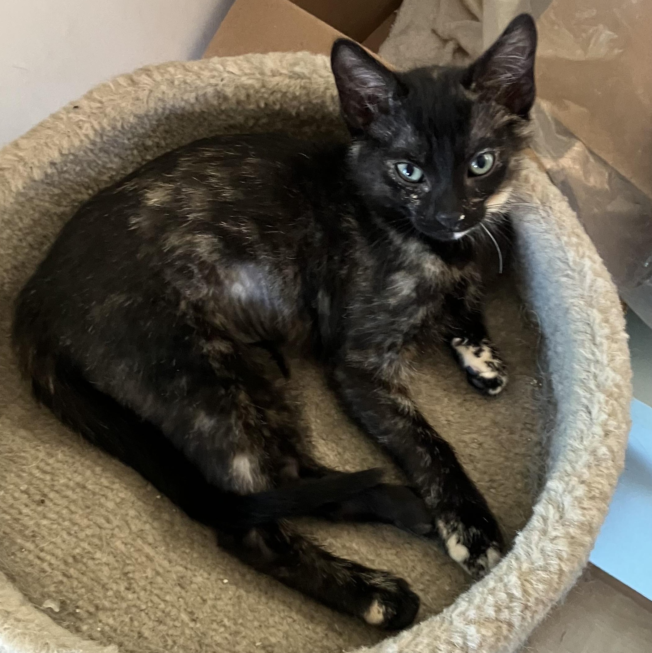 Pam Pam, a ADOPTABLE mixed breed in Lombard, IL image 2/6
