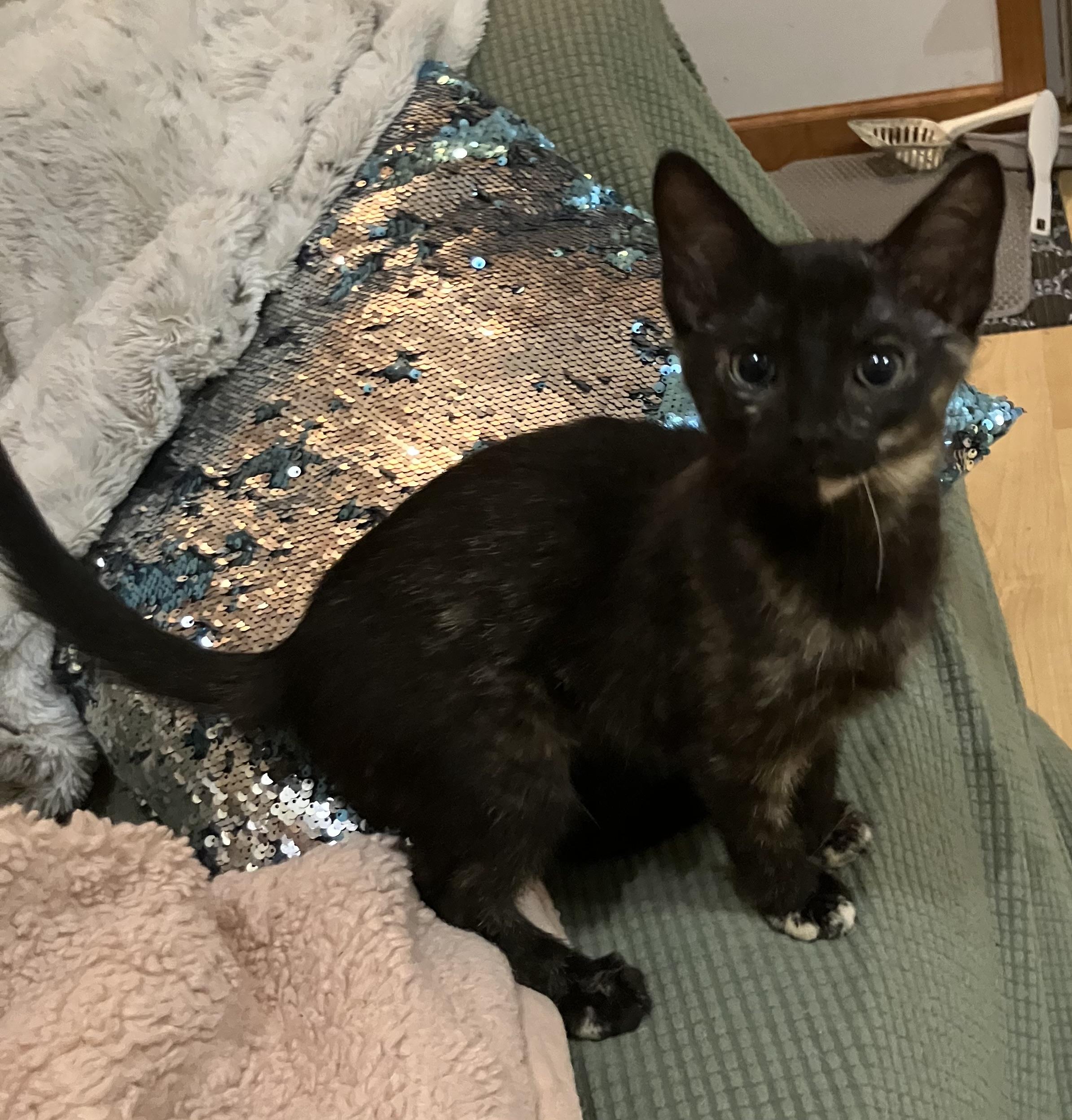 Pam Pam, a ADOPTABLE mixed breed in Lombard, IL image 3/6