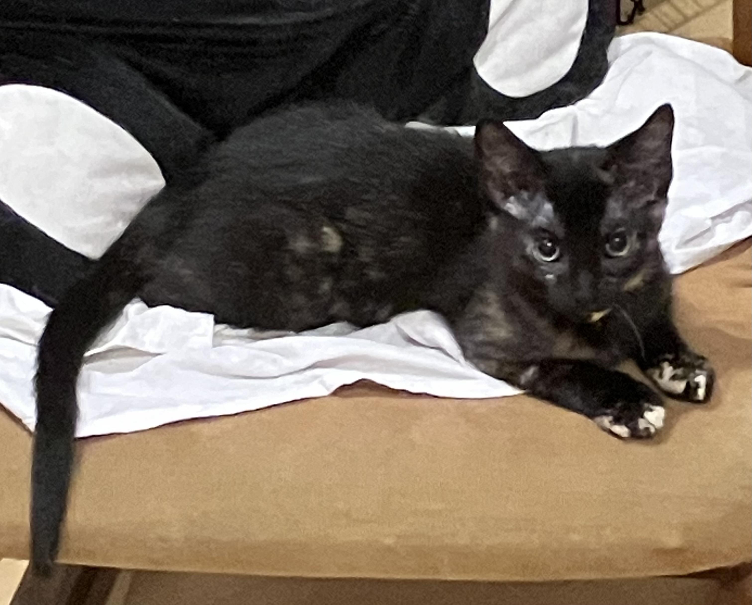 Pam Pam, a ADOPTABLE mixed breed in Lombard, IL image 4/6