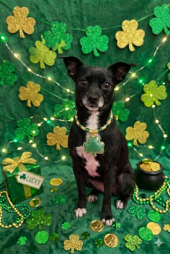 Selma, Adoptable, Senior Female Terrier.