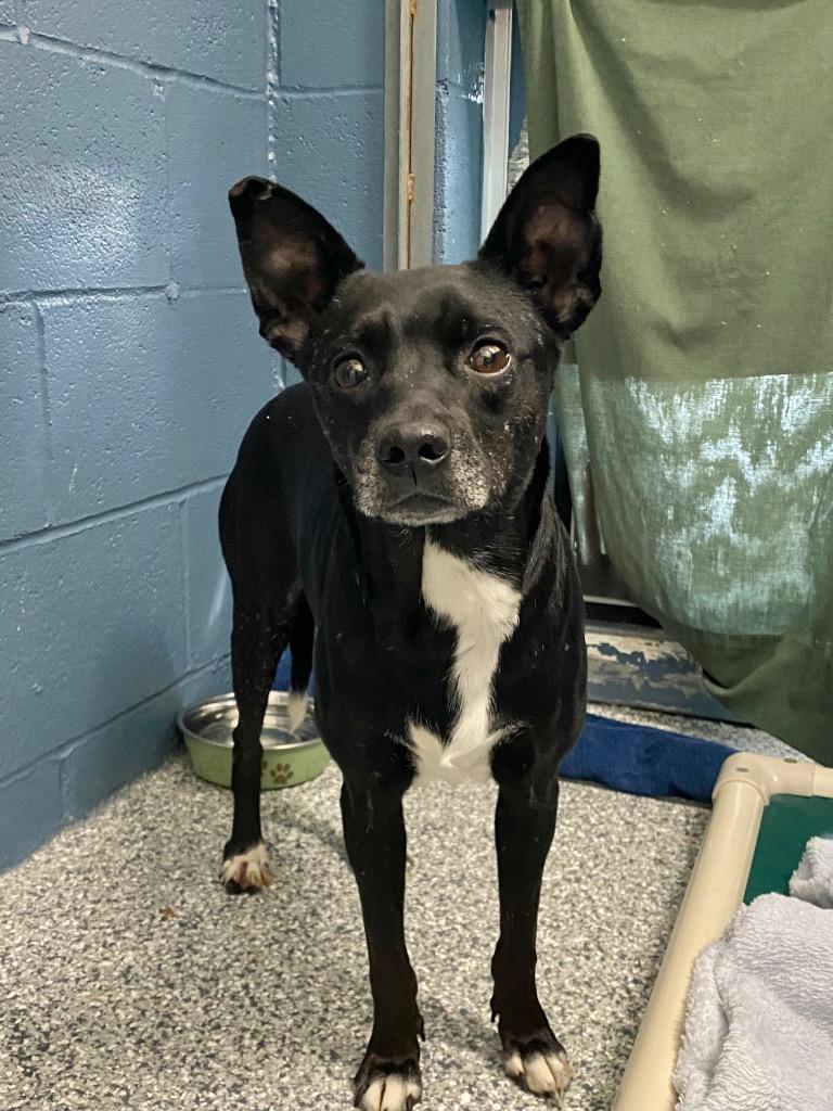 Enlarge Selma, a Adoptable Terrier in Grants Pass, OR image 1/2