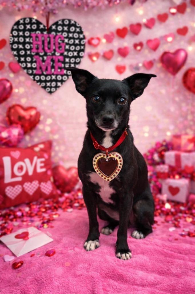 Selma, Adoptable, Senior Female Terrier.