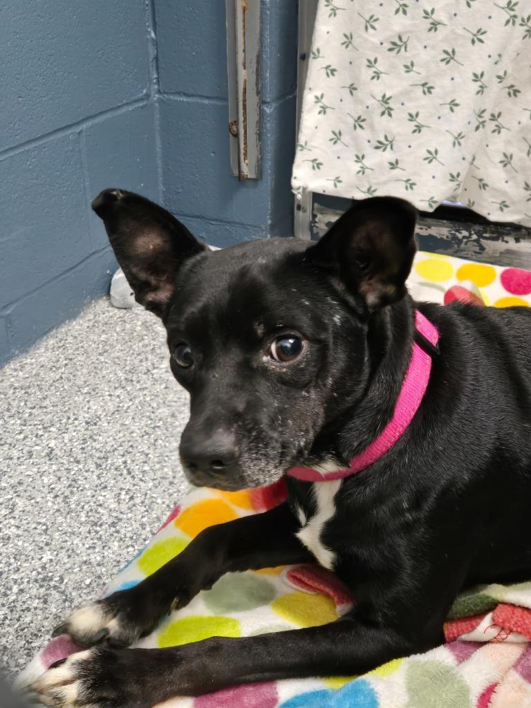 Enlarge Selma, a Adoptable Terrier in Grants Pass, OR image 2/2